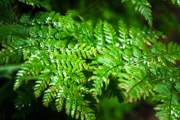Bright green clover leaves. Textures and backgrounds for designers