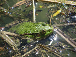A large green toad is sitting in a swamp with its head out.