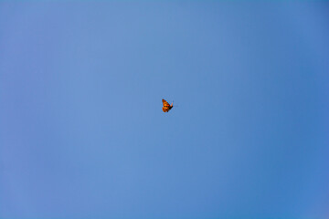 Fototapeta na wymiar Butterfly in the blue sky