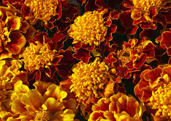Flower, background of the yellow, ocher and red flower