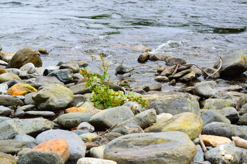 stones in a stream