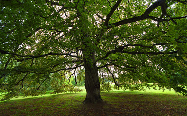 Under the canopy  of a large Beech tree looking out  though branches.