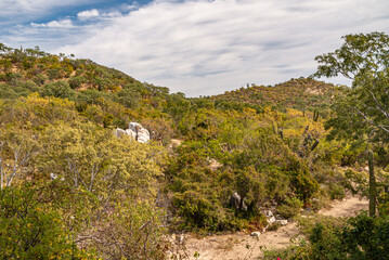 Fototapeta na wymiar Baja California Sur, Mexico - November 23, 2008: Dry forests of Sierra de la Laguna. Hills covered by Dense green and brown scrub and bush vegetation under blue sky with white clouds. 
