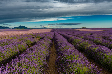 Heavy cloud view of Lavender field in Valensole - alignment