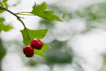 autumn forest red berries on a branch