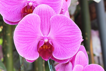 Close-up of pink orchid phalaenopsis. Bouquet of flowers orchids.