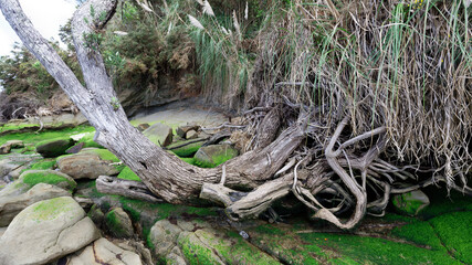 Green moss and algae on rocks amidst tree toots - 375966521