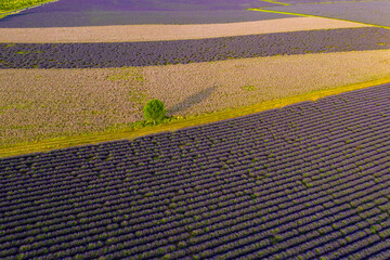 Aerial view of lonely tree in Lavender field in Valensole