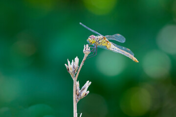 
large dragonfly on dry plant close-up on green background