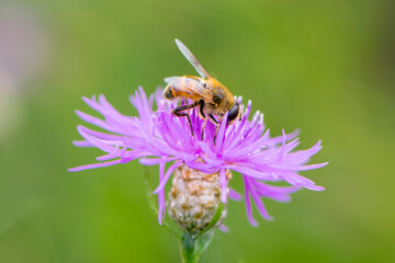 fly collects nectar from pink wildflower close-up on green background