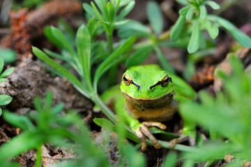 green frog sitting in the grass close-up portrait
