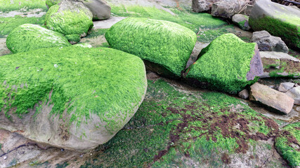 Green moss and algae on rocks by the beach - 375966715