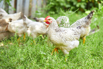 group of young chickens over green grass background. outdoor. chicken farm concept