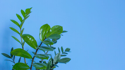 Zamioculcas Zamifolia Indoor Plant. Zanzibar Gem, ZZ Plant home plant on blue background. Home plant with green leaves. Concept of home gardening. copy space