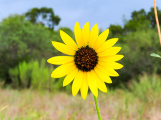 Lone Sunflower