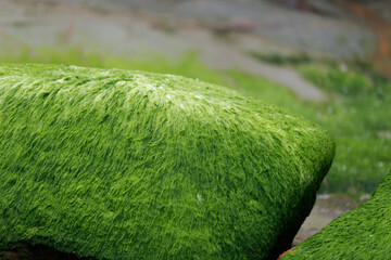 Green moss and algae on rocks - 375967375