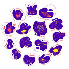 Body organs outline set. Anatomy icons on abstract geometric spots. Cartoon signs of liver, heart, intestine, brain, thyroid, kidney, ovaries, stomach, testes. Medical vector illustration.