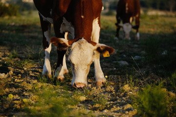 Hereford cow grazing close up on grass, beef cattle herd for agriculture.
