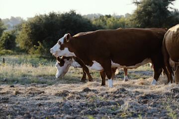 Hereford cow herd on farm close up, beef industry agriculture concept.