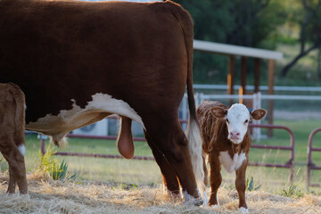 Hereford calf being shy behind large beef bull cow on farm. © ccestep8