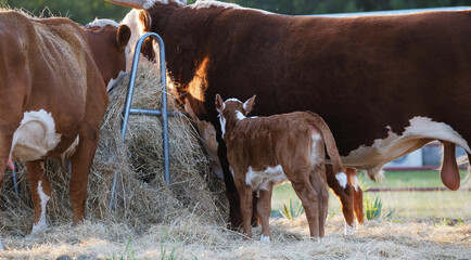 Hereford calf beside bull on farm, herd eating hay from feeder.