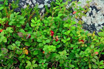 Ripe red berries of a cowberry close up