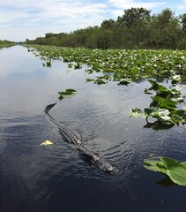 Everglades Florida