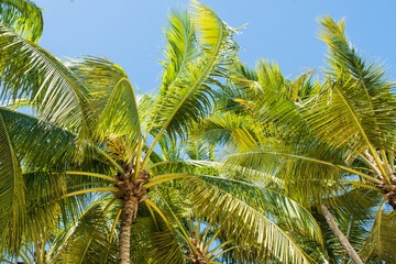 Obraz premium Green palm tree tops against blue sky