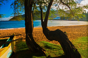 Kiawe Tree on The Shore of Kalapaki Beach  and Nawiliwili Bay, Lihue, Kauai, Hawaii, USA