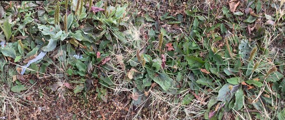 green grass in the garden