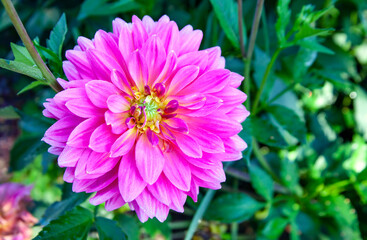Large bright maroon Dahlia flower garden close-up from above.