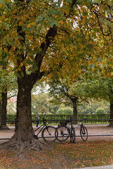 Fototapeta na wymiar autumn park with bicycles near a tree