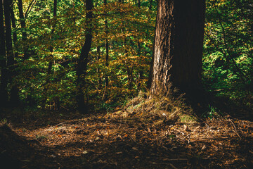 Sunlight on tree base in autumn