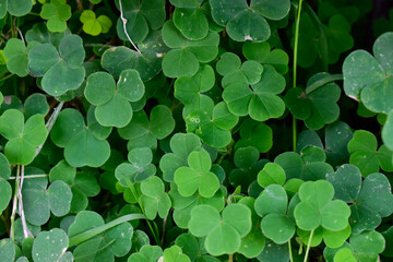 hojas de trébol, pared de hojas de trébol 