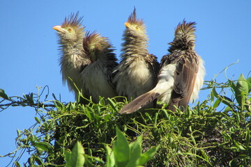 birds