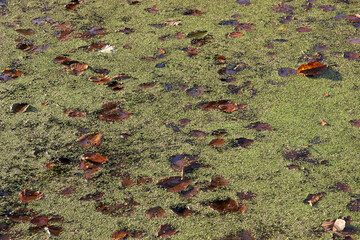Water in a pond with duckweed and autumn leaves