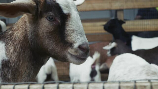 Cute brown and white goat, up close to camera