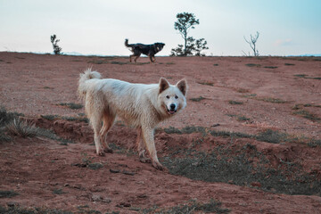 two beautiful dogs, white fluffy and black, against the backdrop of a warm, sandy sunset in the evening landscape with trees. Baikal.