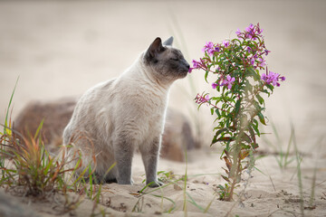 Young domestic thai cat sniffing flowers at summer nature. Pet outdoors.