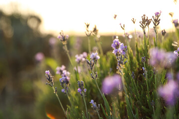 Beautiful sunlit lavender flowers outdoors, closeup view
