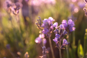 Beautiful sunlit lavender flowers outdoors, closeup view