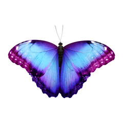 Amazing bright color butterfly isolated on white
