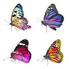 Naklejka premium Collection of amazing bright butterflies isolated on white