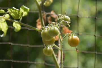 Fototapeta premium Tomatenpflanze auf dem Balkon