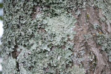 textura tronco