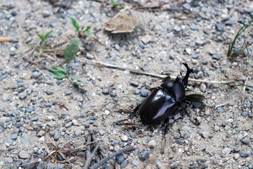 カブトムシ