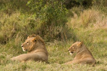 Young pair of lions in the Maasai Mara