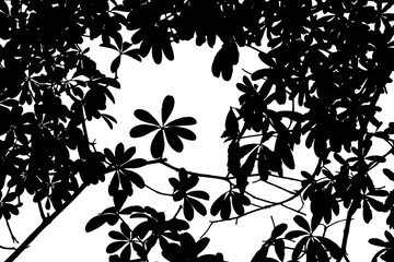 green leaf isolated on white background with copy space