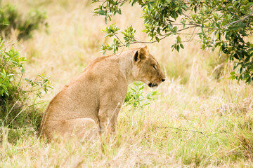 Young female lioness in the Maasai Mara