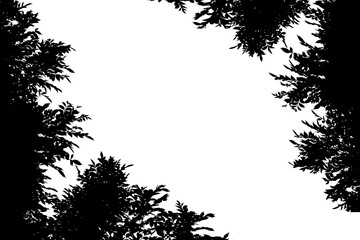 green leaf isolated on white background with copy space